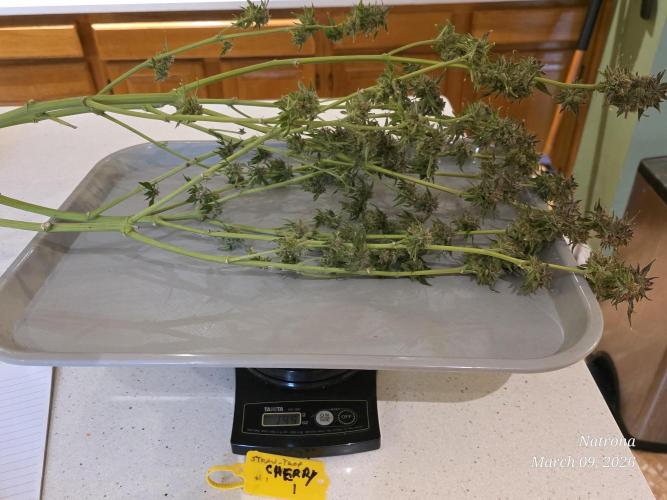 Straw-Trop Cherry Strng Seeds. Week 18