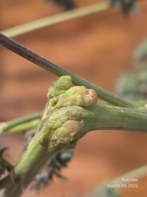 Straw-Trop Cherry Strng Seeds. Week 18