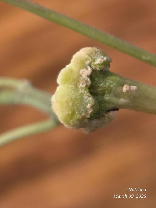 Straw-Trop Cherry Strng Seeds. Week 18