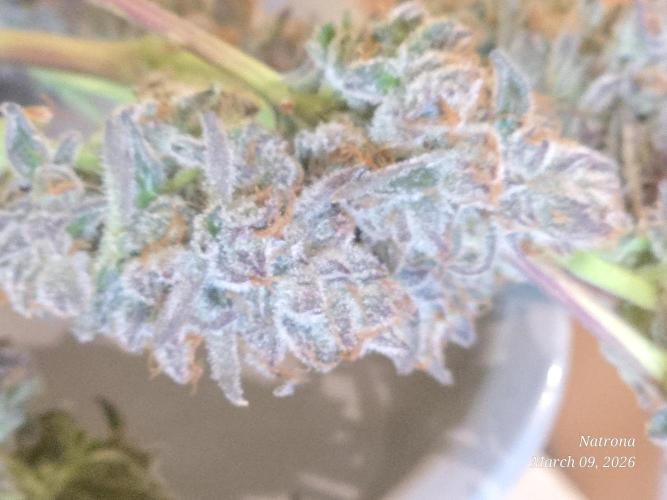 Straw-Trop Cherry Strng Seeds. Week 18