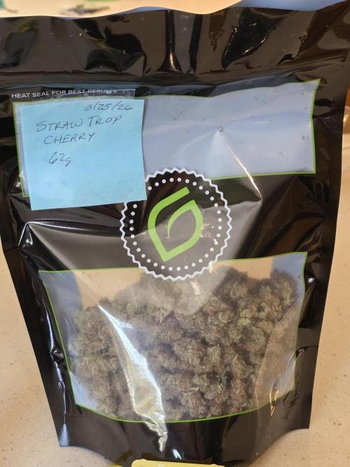 Straw-Trop Cherry Strng Seeds. Week 18