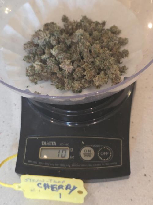 Straw-Trop Cherry Strng Seeds. Week 18
