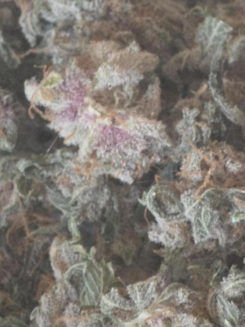 Straw-Trop Cherry Strng Seeds. Week 18