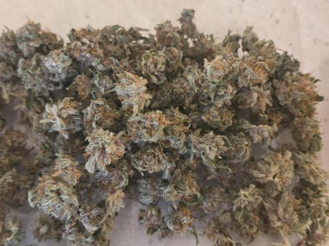 Straw-Trop Cherry Strng Seeds. Week 18
