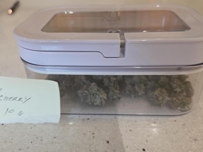 Straw-Trop Cherry Strng Seeds. Week 18