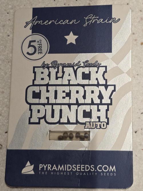 Black Cherry Punch auto -Pyramid Seeds. Week 0