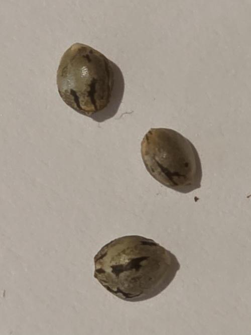 Black Cherry Punch auto -Pyramid Seeds. Week 0