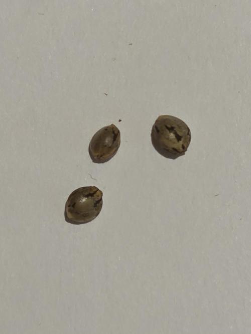 Black Cherry Punch auto -Pyramid Seeds. Week 0