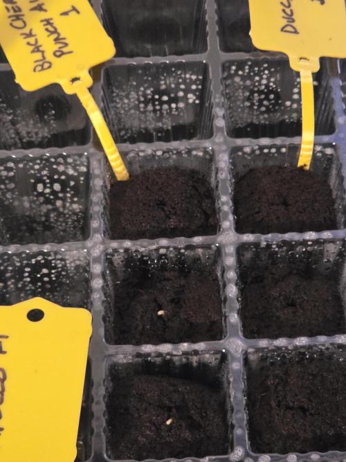 Black Cherry Punch auto -Pyramid Seeds. Week 0 - 3/28. 9:30am