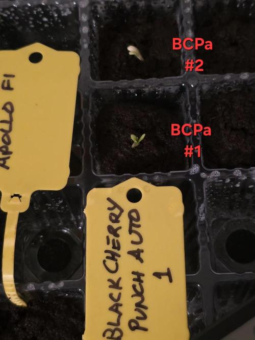 Black Cherry Punch auto -Pyramid Seeds. Week 0 - 3/28 2:30 pm