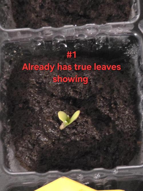 Black Cherry Punch auto -Pyramid Seeds. Week 0