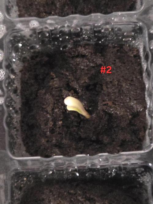 Black Cherry Punch auto -Pyramid Seeds. Week 0