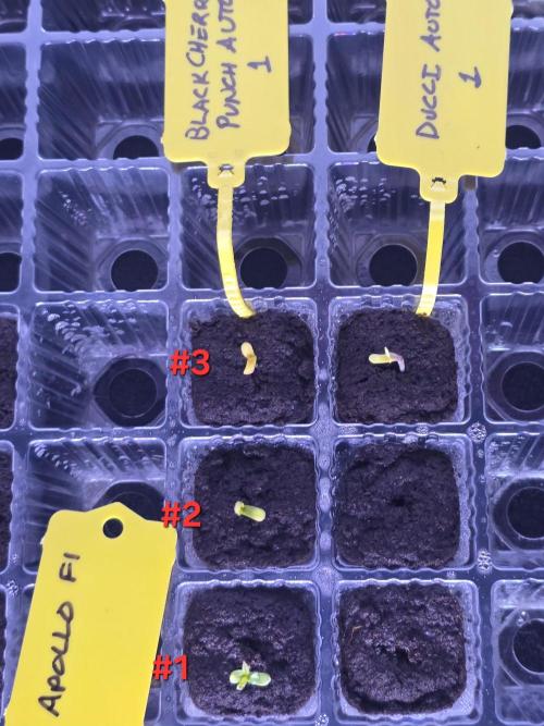 Black Cherry Punch auto -Pyramid Seeds. Week 0 - 3/29 #3 germinated 