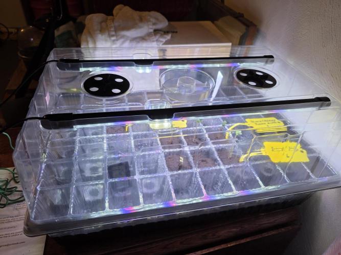 Black Cherry Punch auto -Pyramid Seeds. Week 0 - Germination tray