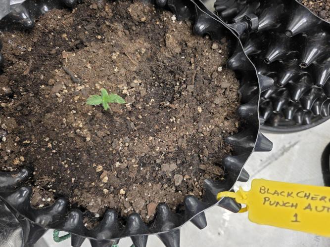 Black Cherry Punch auto -Pyramid Seeds. Week 1