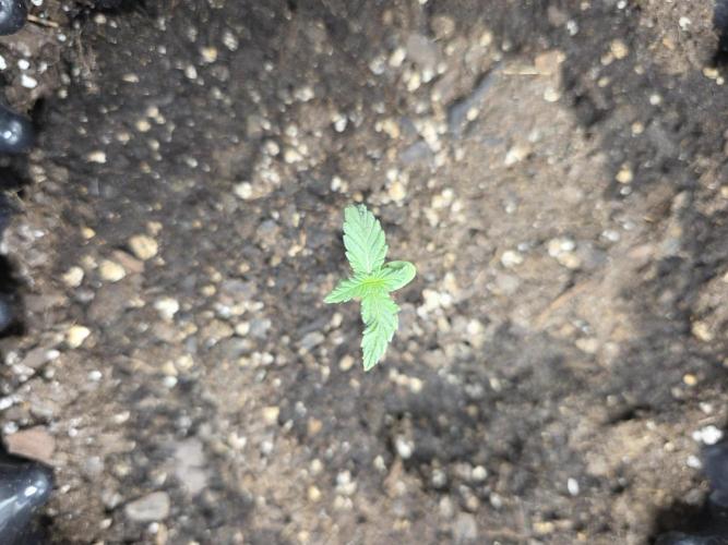 Black Cherry Punch auto -Pyramid Seeds. Week 1
