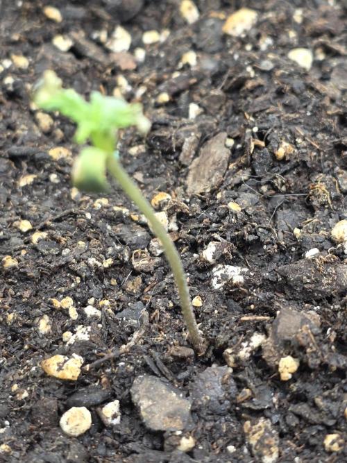 Black Cherry Punch auto -Pyramid Seeds. Week 1 - 2