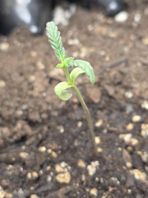 Black Cherry Punch auto -Pyramid Seeds. Week 1 - 3
