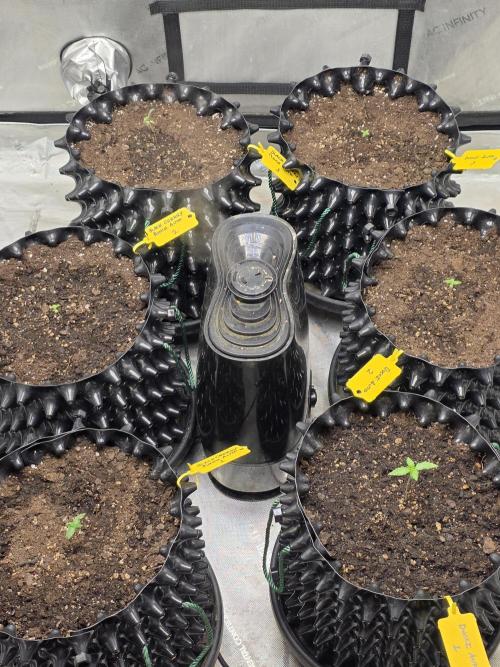 Black Cherry Punch auto -Pyramid Seeds. Week 1