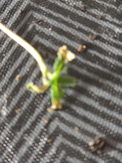 Black Cherry Punch auto -Pyramid Seeds. Week 1 - 2