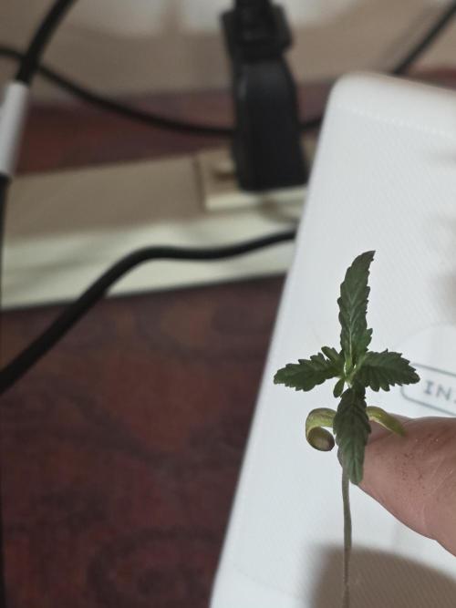 Black Cherry Punch auto -Pyramid Seeds. Week 1 - 3