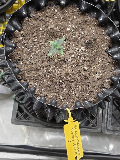 Black Cherry Punch auto -Pyramid Seeds. Week 1