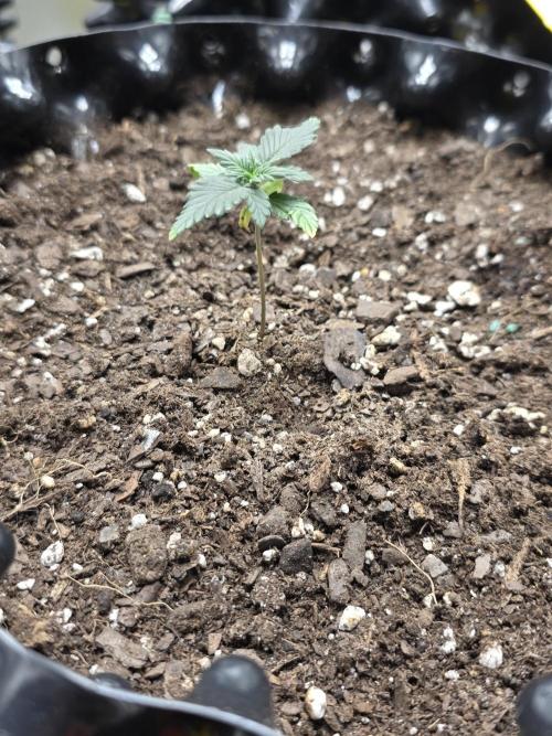 Black Cherry Punch auto -Pyramid Seeds. Week 1