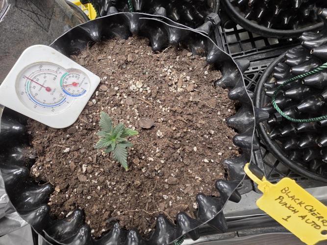 Black Cherry Punch auto -Pyramid Seeds. Week 1