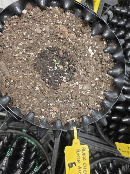 Black Cherry Punch auto -Pyramid Seeds. Week 1