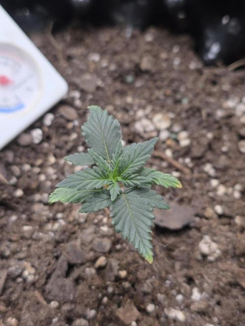 Black Cherry Punch auto -Pyramid Seeds. Week 1