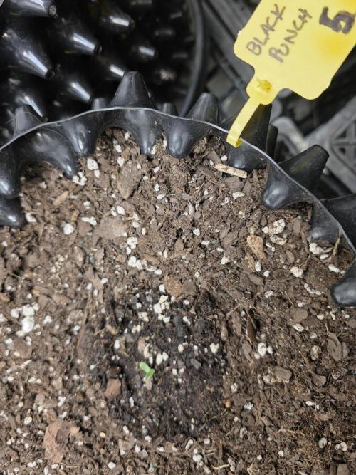 Black Cherry Punch auto -Pyramid Seeds. Week 1