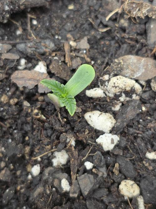 Black Cherry Punch auto -Pyramid Seeds. Week 1
