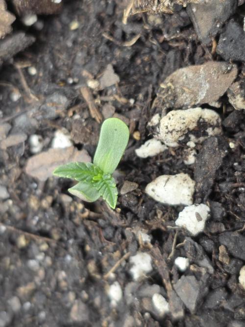 Black Cherry Punch auto -Pyramid Seeds. Week 1