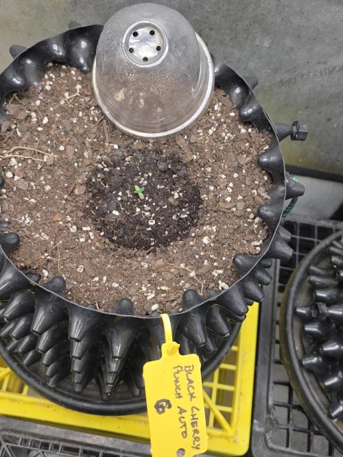 Black Cherry Punch auto -Pyramid Seeds. Week 1