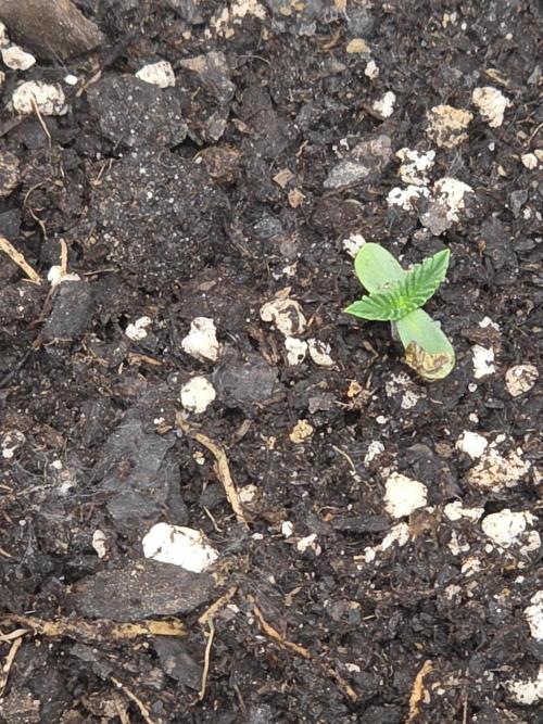 Black Cherry Punch auto -Pyramid Seeds. Week 1