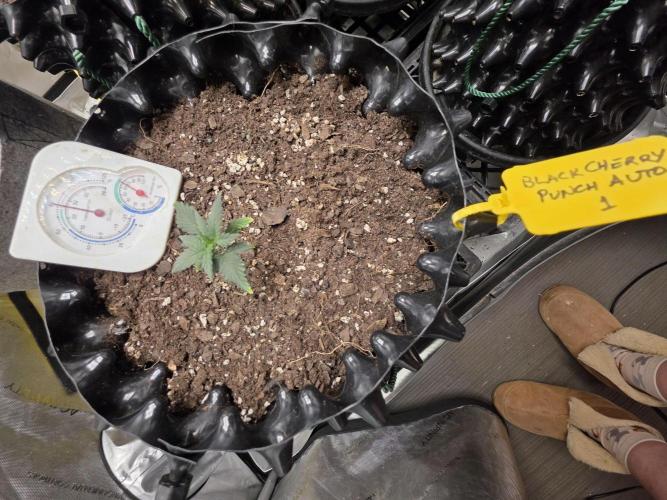 Black Cherry Punch auto -Pyramid Seeds. Week 1