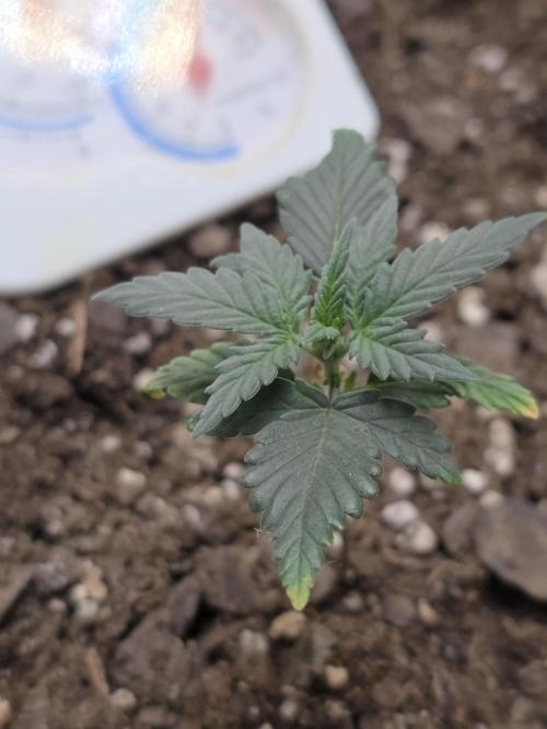 Black Cherry Punch auto -Pyramid Seeds. Week 1