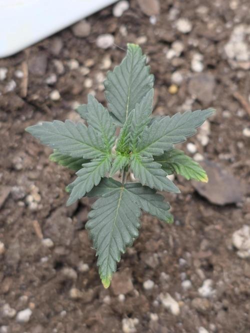 Black Cherry Punch auto -Pyramid Seeds. Week 1
