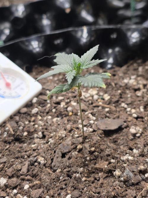 Black Cherry Punch auto -Pyramid Seeds. Week 1