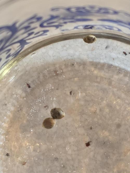 Black Cherry Punch auto -Pyramid Seeds. Week 1
