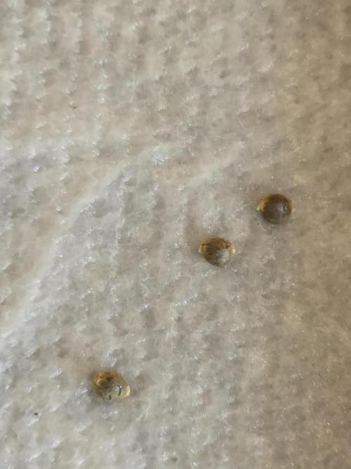 Black Cherry Punch auto -Pyramid Seeds. Week 1
