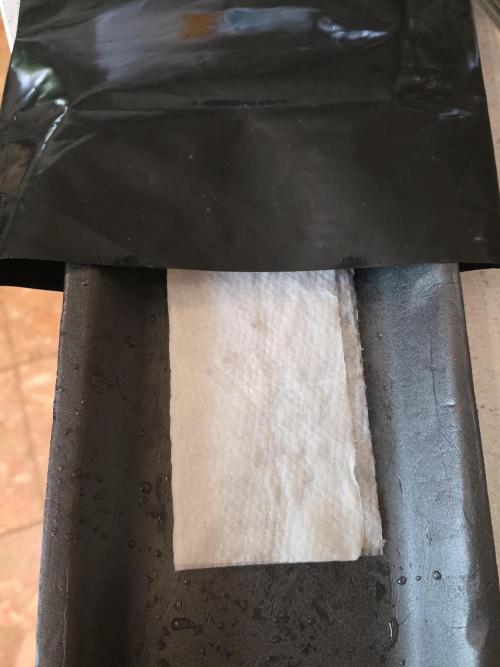 Black Cherry Punch auto -Pyramid Seeds. Week 1 - Note black tray and black plastic baggie