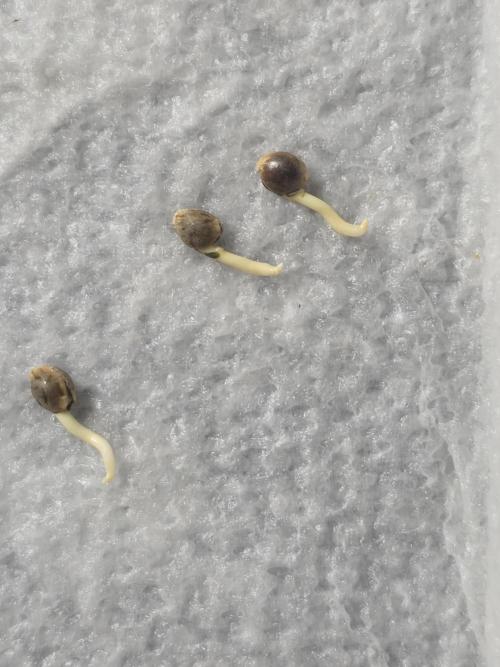 Black Cherry Punch auto -Pyramid Seeds. Week 1 - Looks good.