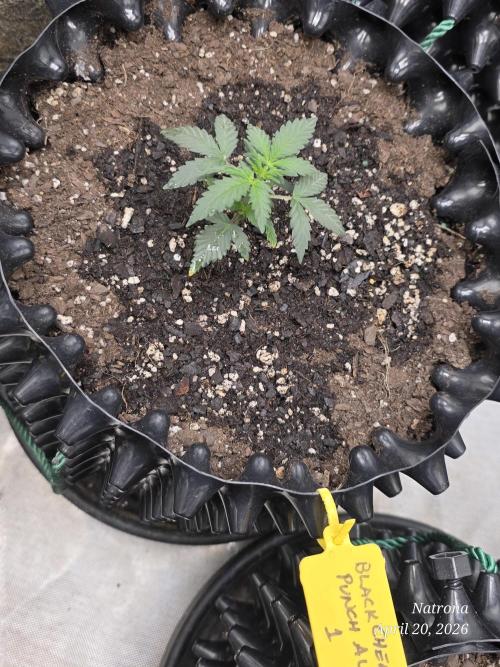 Black Cherry Punch auto -Pyramid Seeds. Week 2