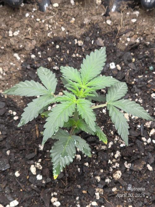 Black Cherry Punch auto -Pyramid Seeds. Week 2