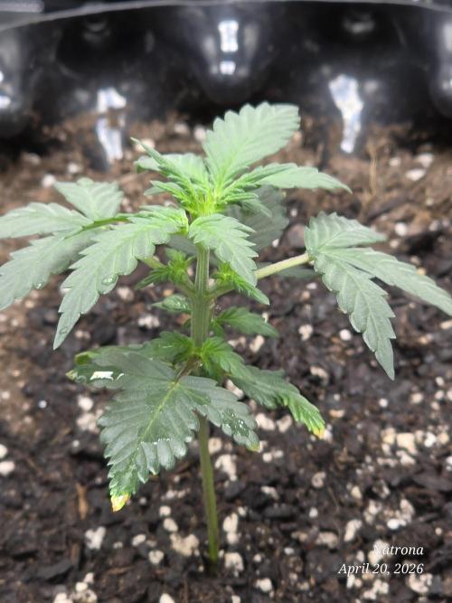 Black Cherry Punch auto -Pyramid Seeds. Week 2