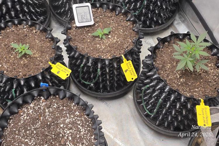 Black Cherry Punch auto -Pyramid Seeds. Week 2