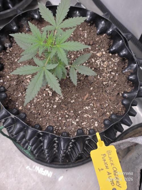 Black Cherry Punch auto -Pyramid Seeds. Week 2
