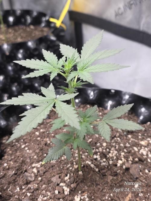 Black Cherry Punch auto -Pyramid Seeds. Week 2
