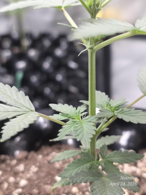 Black Cherry Punch auto -Pyramid Seeds. Week 2